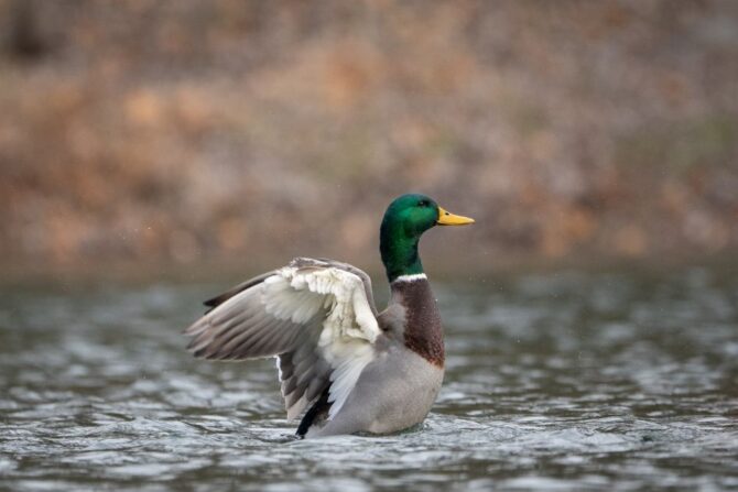 Mallard Duck (Anas platyrhynchos) on Water