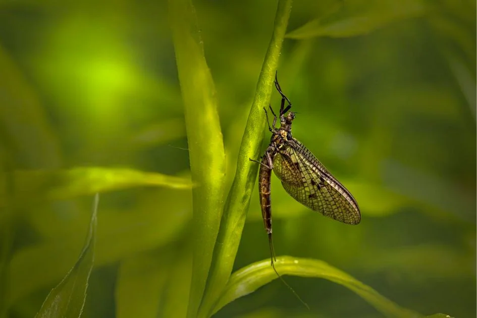 Mayfly (Ephemeroptera) Insect