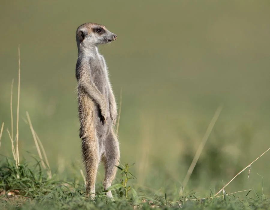 Meerkat (Suricata suricatta) Stands