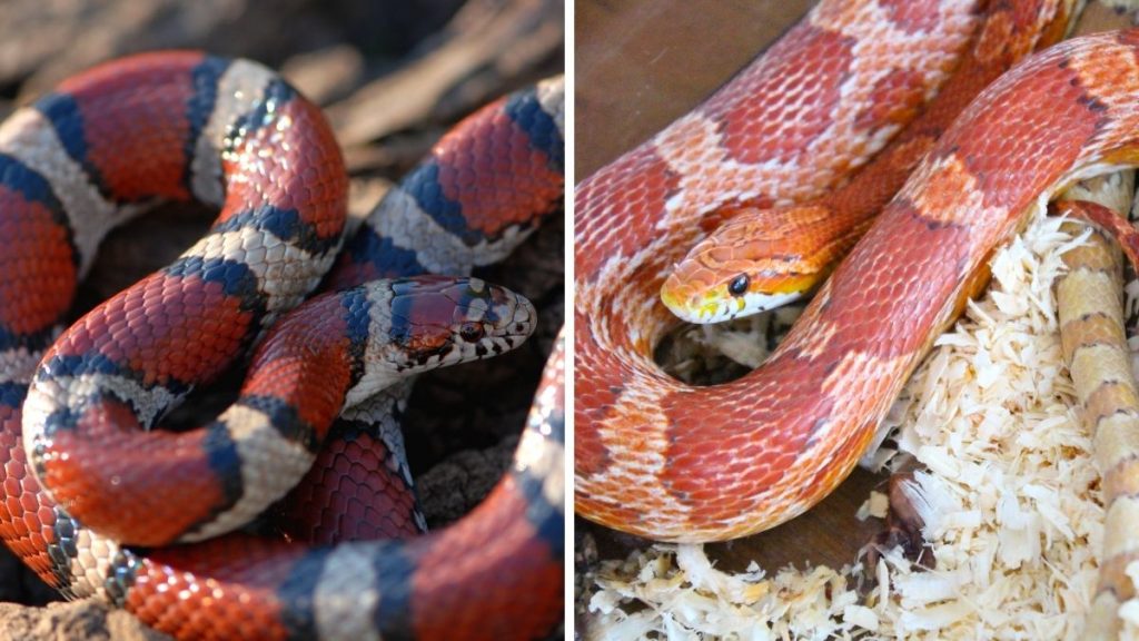 Milk Snake and Corn Snake Side by Side