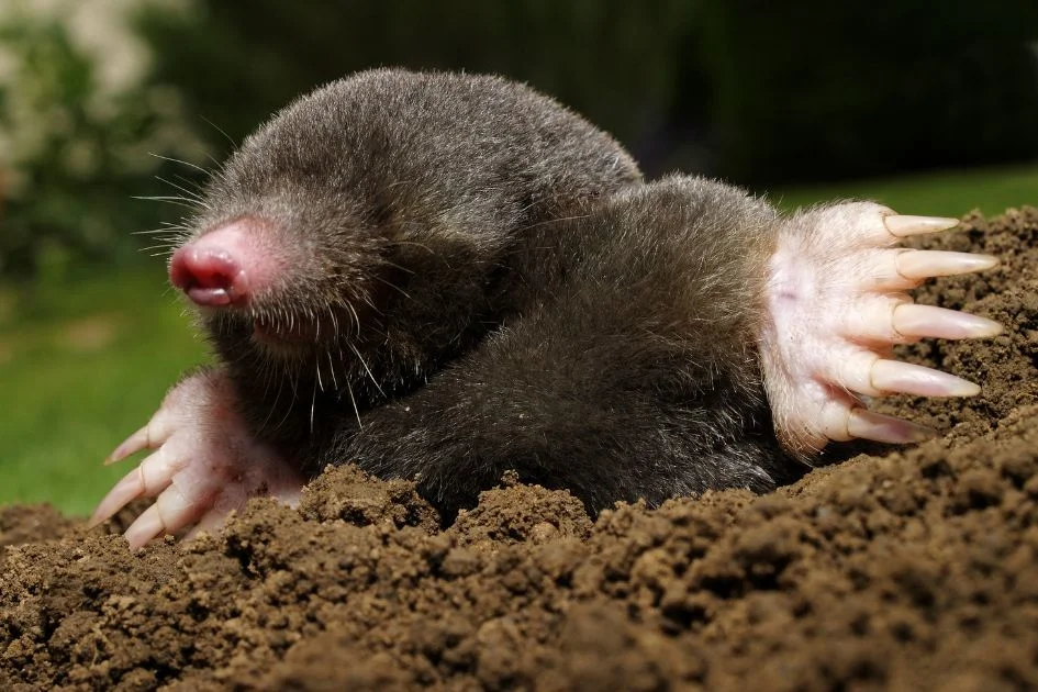 Close Up Mole (Talpidae) in the Ground