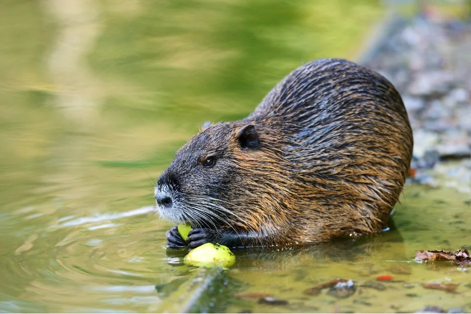 Muskrat (Ondatra zibethicus) in Shallow Water