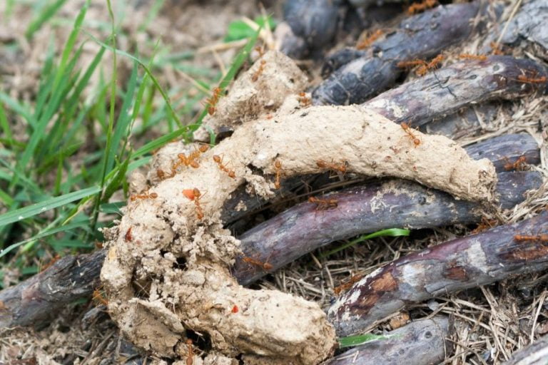 Do Ants Pee And Poop? (Scientific Answer & Explanation) Animal Vivid