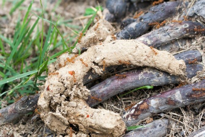 Close View of Orange Ants Eating Dog Poop