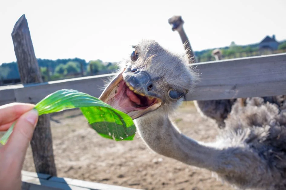 Ostrich Bites a Green Leaf from Person's Hand