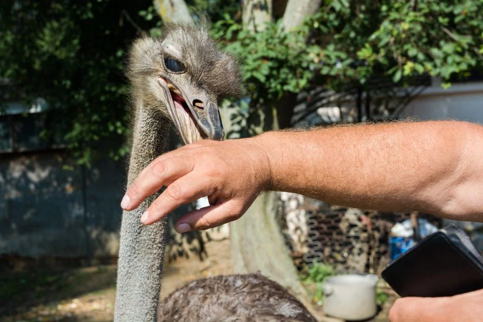 Ostrich Biting a Man's Hand