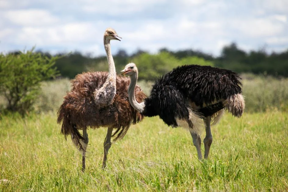 Ostriches in Southern African Grassland