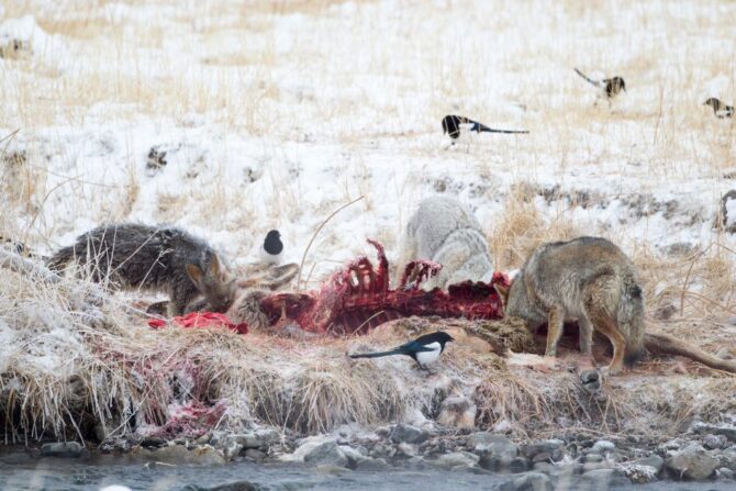 Pack of Gray Wolves Eating Their Kill Surrounded by Magpies
