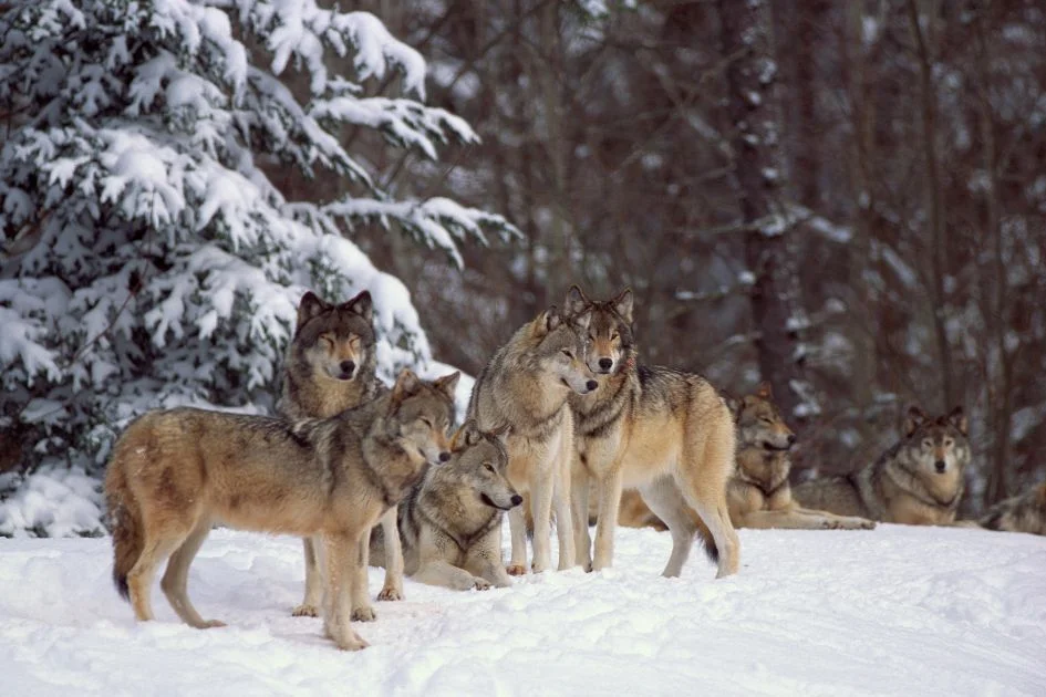 Pack of Gray Wolves in Snow
