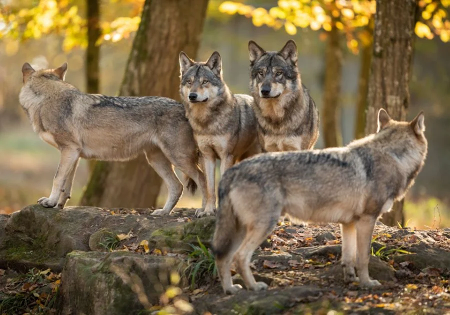 Pack of Grey Wolves In The Wild