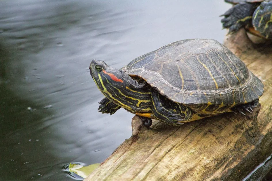 Painted Turtle (Chrysemys picta) Resting on Log Near Lake
