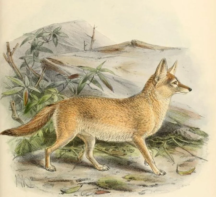 Pale Fox (Vulpes pallida)