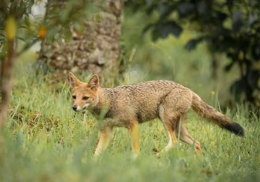 Pampas Fox (Lycalopex gymnocercus) in the Bush