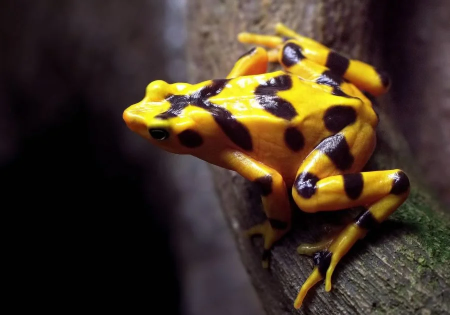 Panamanian Golden Frog (Atelopus Zeteki)