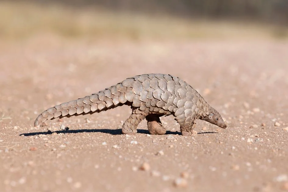 Pangolin (Pholidota) Hunting for Ants