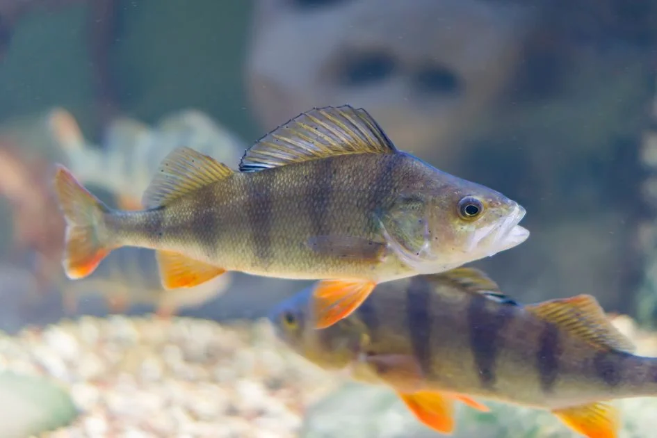 Close View of Perch (Perca) Fish Swimming in Water