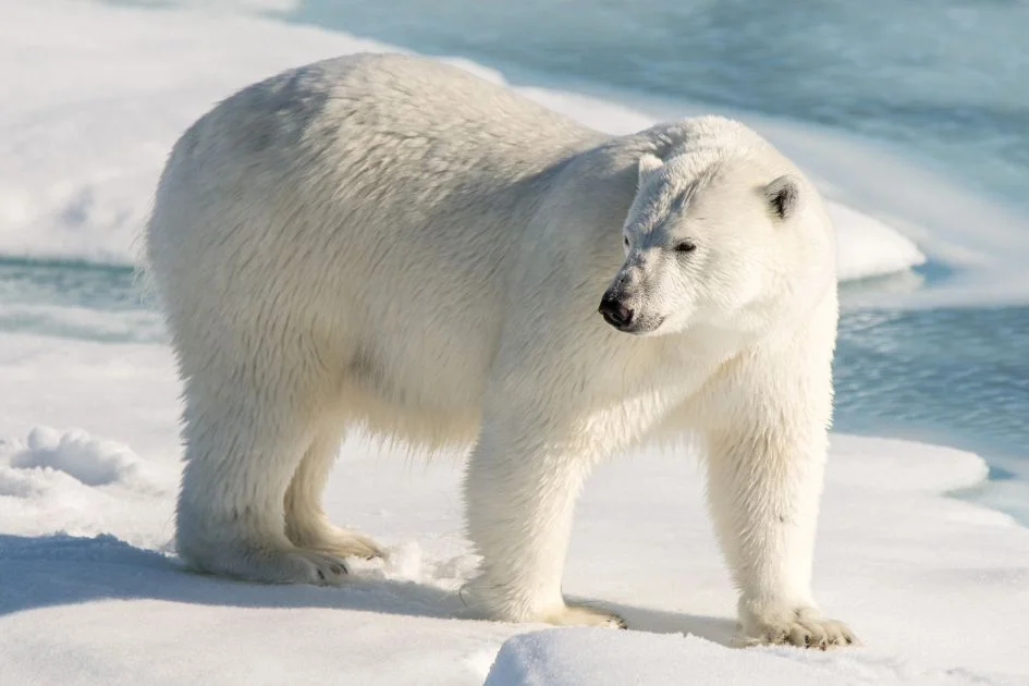 Polar Bear Standing on Pack Ice