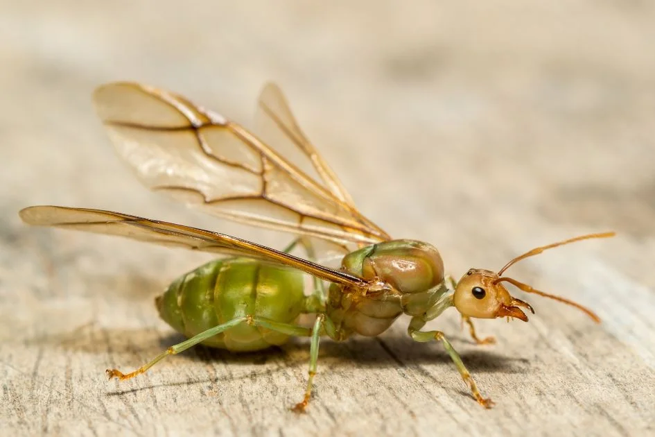 Close View of Queen Ant with Wings on Wooden Floor