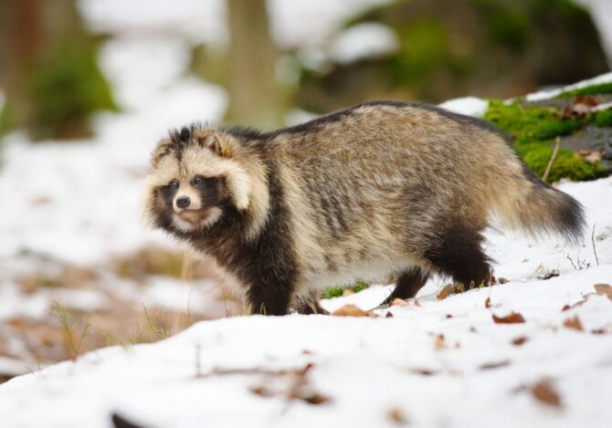 Racoon Dog (Nyctereutes Procynoides) Walks on Snow