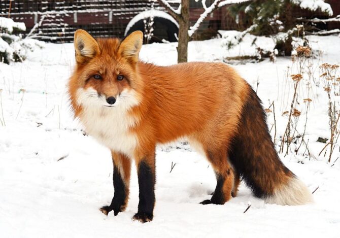 Red Fox (Vulpes Vulpes)
