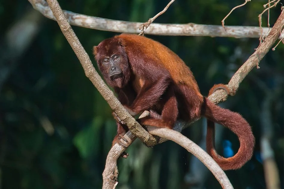 Red Howler Monkey (Alouatta) on Tree Branch