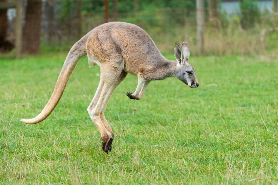 Red Kangaroo (Macropus Rupus) Hopping on Grass in Victoria, Australia