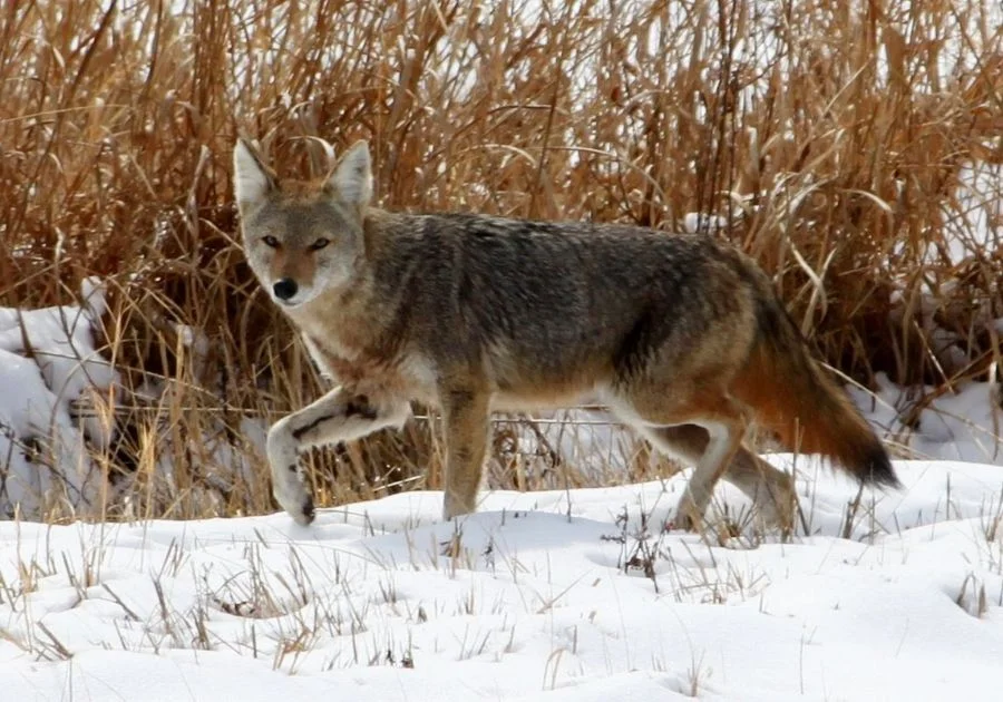 Red Wolf (Coyote Gray Wolf Hybrid)