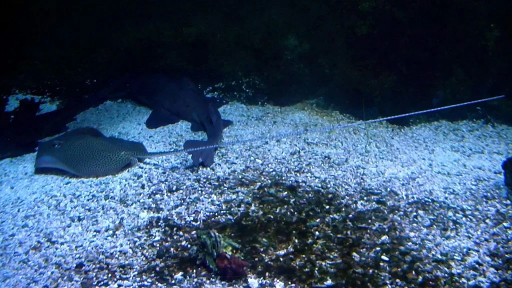 Reticulate Whipray (Himantura uarnak) in a Tropical Aquarium in Paris