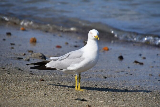 Ring-billed Gull (Larus Delawarensis) Standing by the Edge of the Surf