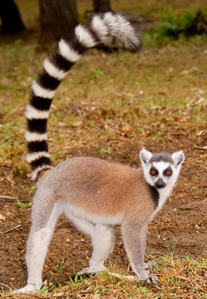 View of Ring-tailed Lemur (Lemur Catta) Standing on Ground with Tail Up