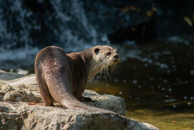River Otter (Lutrinae) Standing on Rock Near Water