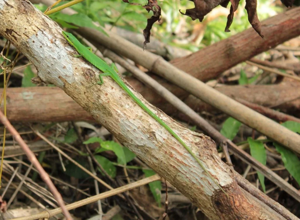 Close Up of Sakishima Grass Lizard (Takydromus dorsalis) with Long Tail on Branch