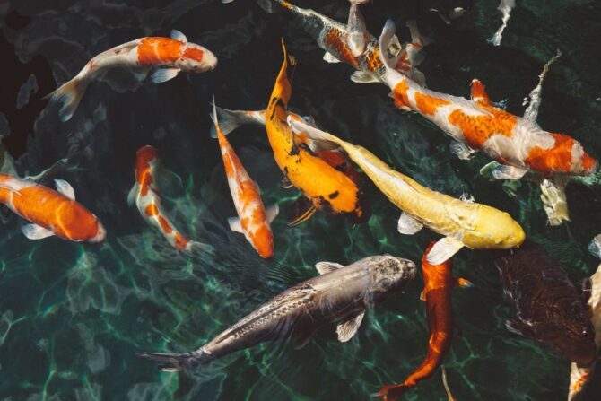 School of Koi Fish (Cyprinus rubrofuscus) in Pond