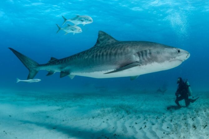 Shark and Diver Under Water