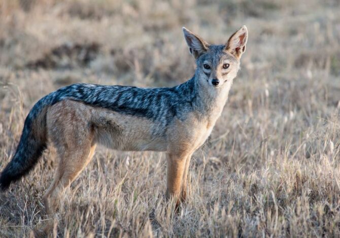 Side-Striped Jackal (Lupullela Adusta) in the Wild Looking Aside