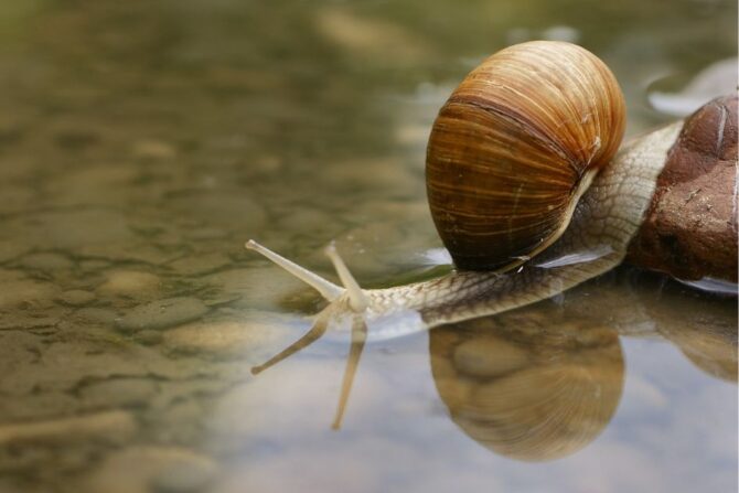 Snail on Water