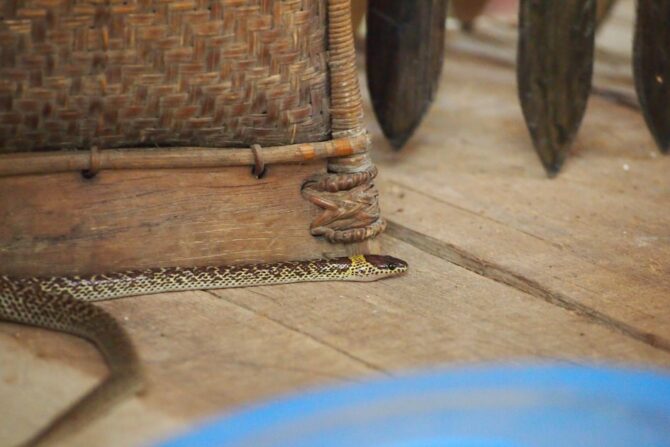 Snake creeps into a house