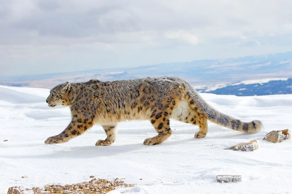 Snow Leopard (Panthera uncia) Walking on Snow in Montana
