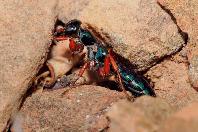 Close Up View of a Female Blue Ant Alone on Rock