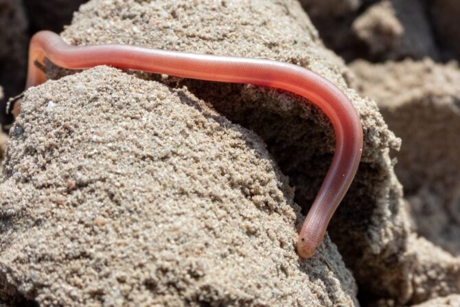 Southern Blind Snake on Sand