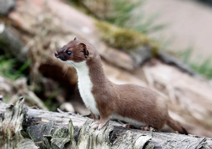 Stoat (Mustela Erminea) in the Wood