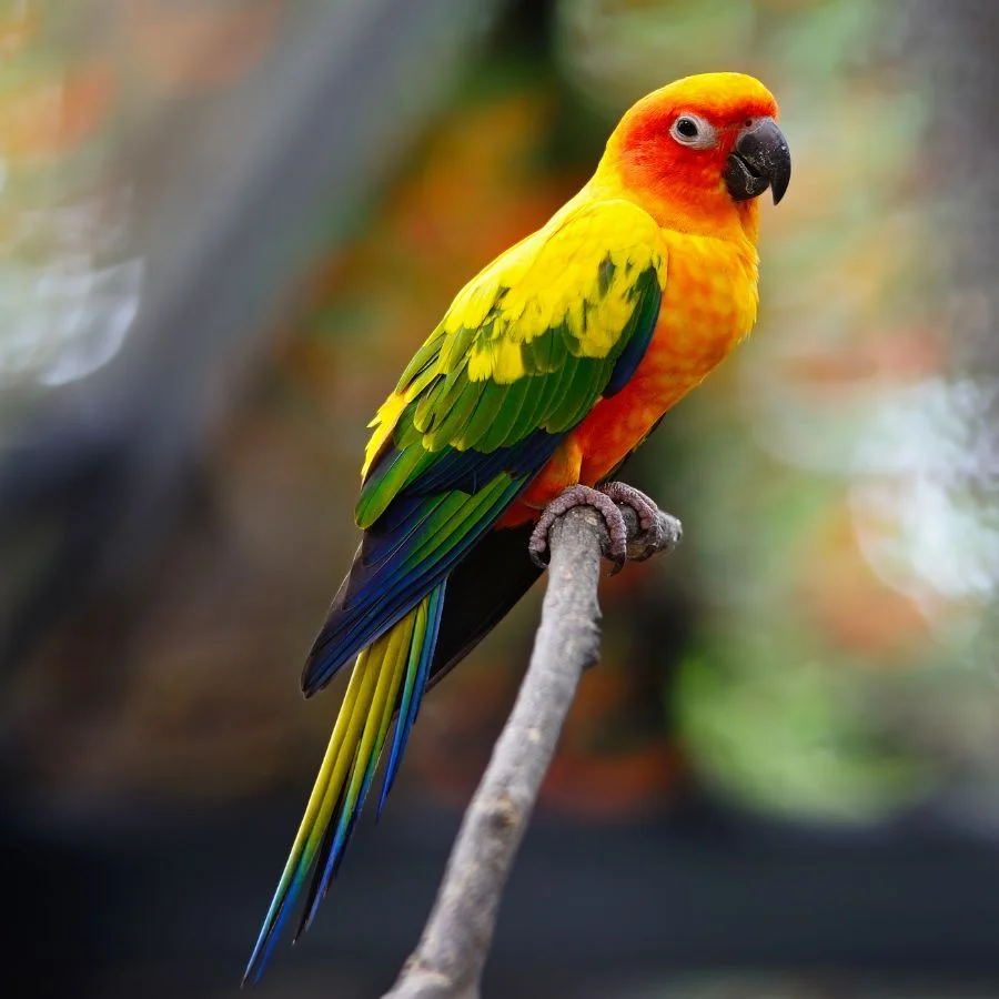 Beautiful Colorful Sun conure (Aratinga solstitialis) Parrot on Branch