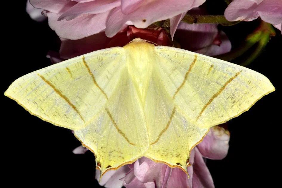 Swallow-tailed Moth (Ourapteryx sambicaria) at rest on a pink rose