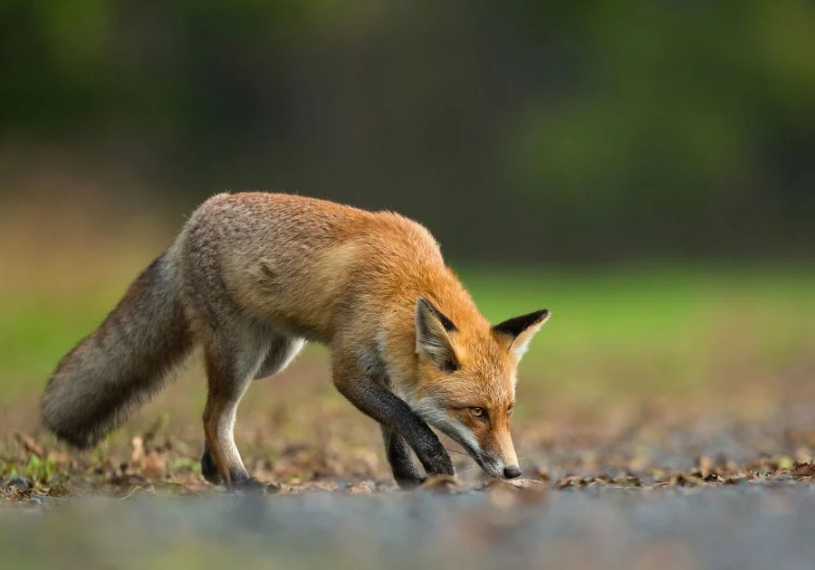 Swift Fox (Vulpes Velox) Close Up View