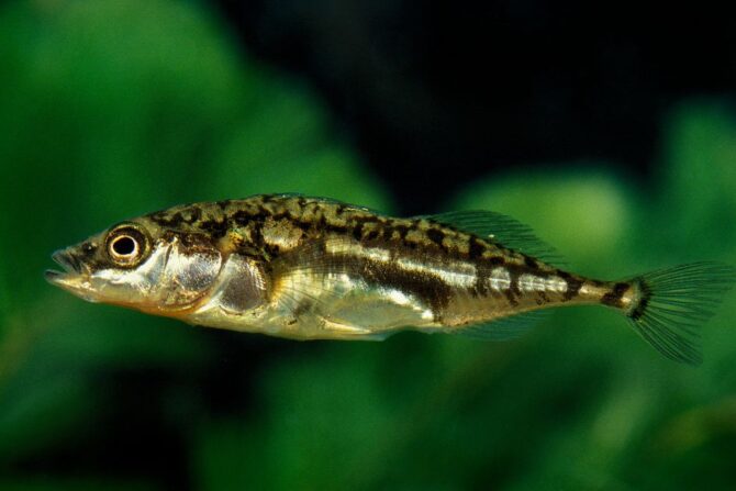 Three-spined stickleback (Gasterosteus aculeatus)