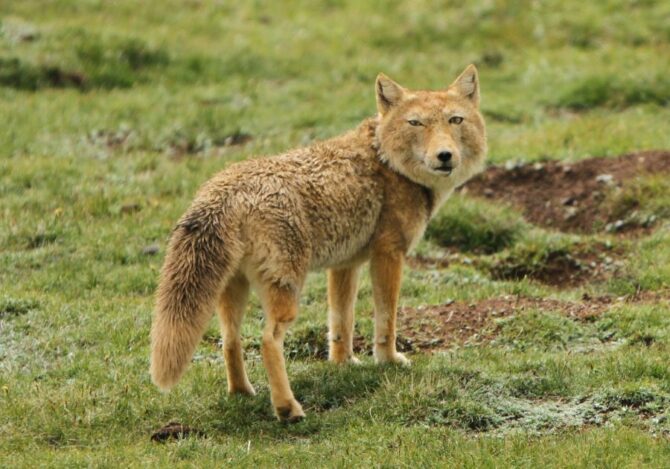 Tibetan Sand Fox Standing on Grass Looking Behind