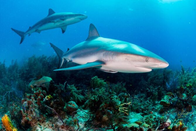 Two Sharks Swimming in Deep Waters