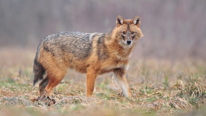 Types Of Wild Dogs (33 Wild Dog Species With Pictures)