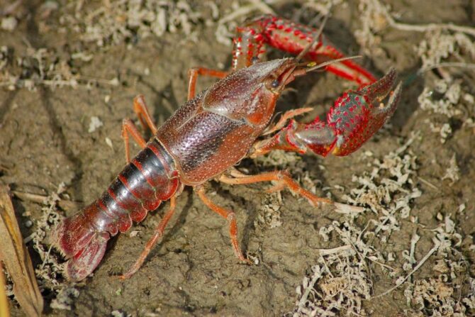 View of Freshwater Crayfish
