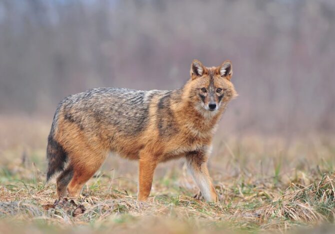 View of Golden Jackal in Field